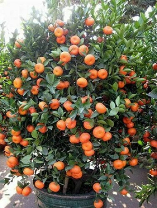 🌟LIMITED TIME SALE🌟40 DWARF TANGERINE Mandarin Orange Citrus Fruit Bon –  Shop Premium