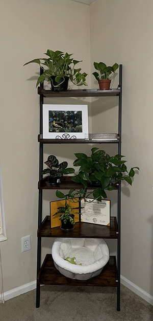 Ladder Shelf Leaning Shelf, 5-Tier Bookshelf Rack