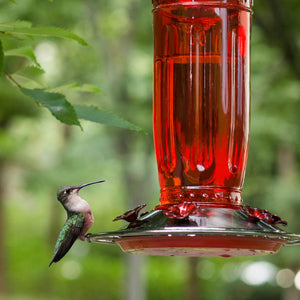 Glass Hummingbird Feeder for Outdoors Wild Bird Feeder with 6 Feeding Ports Hanging for Garden Yard, Red (Ant Moat Included)