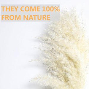 10 PCS Beige Pampas Grass Decor, Naturally Dried Pompas, Bunny Tails Dried Flowers, and Dried Eucalyptus. Perfect for Weddings, Boho Party Decorations, and Table Decor(17inch)