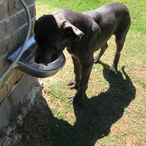 Stainless Dog Water Bowl / Fountain - dogs, & farm animals