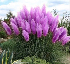 Purple Pampas Grass 3 Plugs