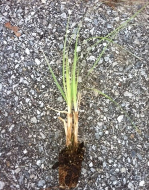 Purple Pampas Grass 3 Plugs