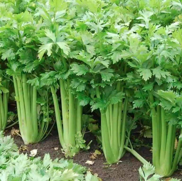 2500+ Tall Utah Celery Seeds | Non-GMO | Heirloom Fresh Garden Seeds