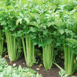 2500+ Tall Utah Celery Seeds | Non-GMO | Heirloom Fresh Garden Seeds