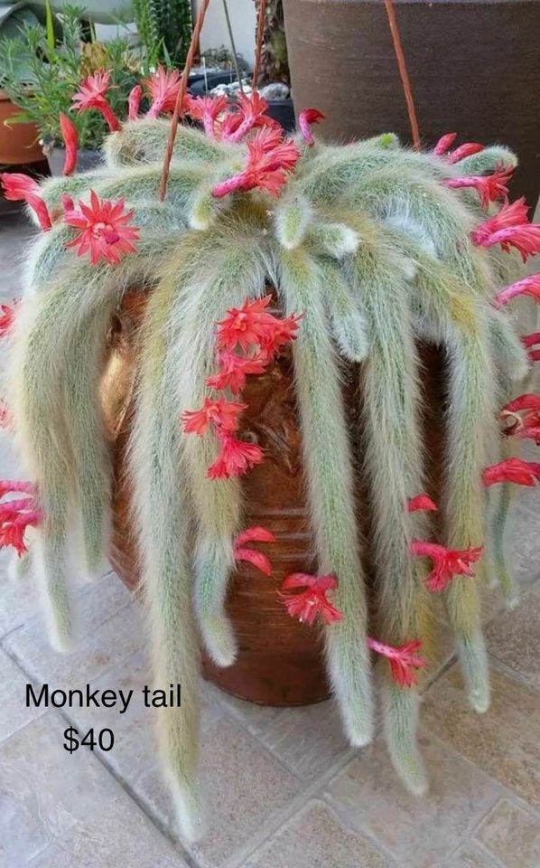1 rooted cutting 4-5” monkey tail cactus ( 1 tail) - hanging plant- exotic plan