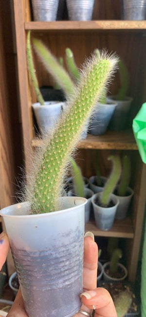 1 rooted cutting 4-5” monkey tail cactus ( 1 tail) - hanging plant- exotic plan