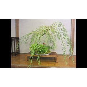 Bonsai Dwarf Weeping Willow Tree - Excellent Bonsai Tree - Mature Look Fast