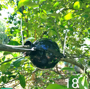 SALE!! 12PCS Plant Rooting Device High-Pressure Propagation Ball Graft Boxes Grow 5CM