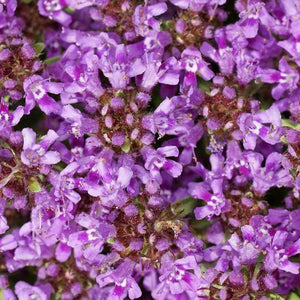 ⚡FLASH DEALS⚡ CREEPING THYME Purple Groundcover PERENNIAL HERB Fragrant Non-GMO 200 Seeds!