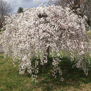 Weeping Cherry Tree Prunus x yeodensis shidare yoshino in a 3" pot 6-12" tall