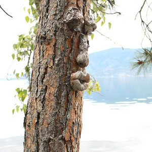 Old Man Tree Face Yard Art Decorations,Sculpture Whimsical Tree