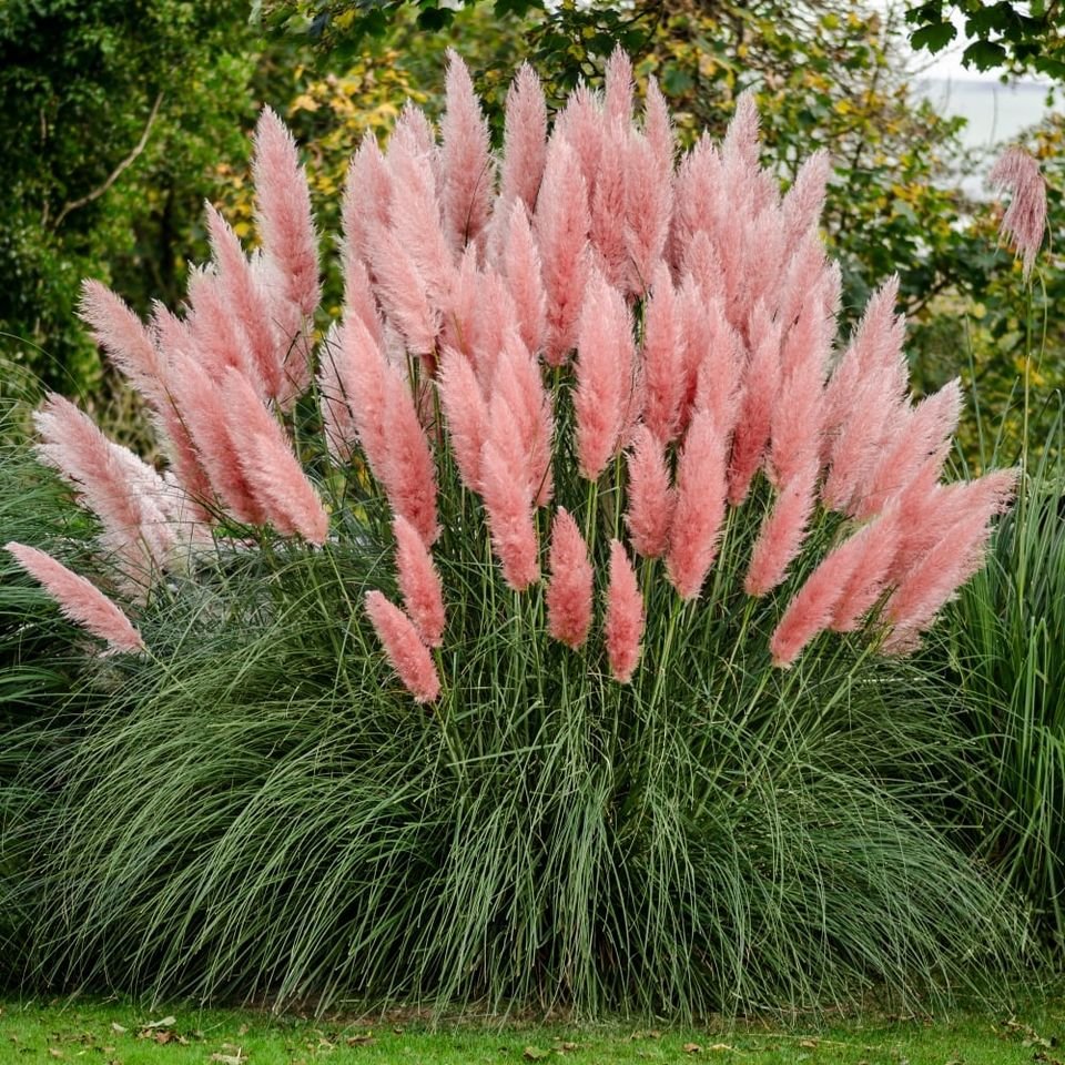 100 Ornamental PINK PAMPAS GRASS Cortaderia Selloana Rosea Seeds