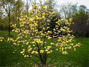 Yellow Bird Magnolia 6-12" Tall in 3" Pot