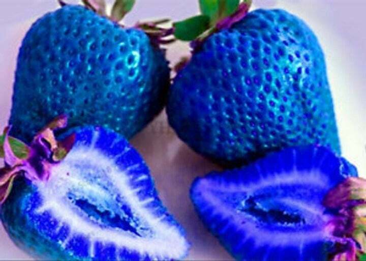200 SEEDS Blue Strawberries Berries Garden Fresh Fruit Healthy Strawberry