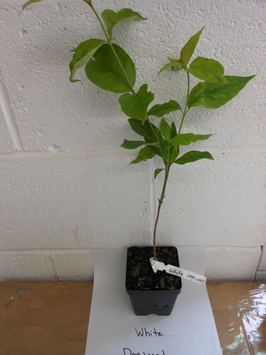 White Dogwood 6-12" Tall in a 4" pot (cornus-florida)