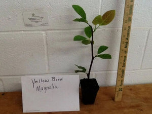 Yellow Bird Magnolia 6-12" Tall in 3" Pot