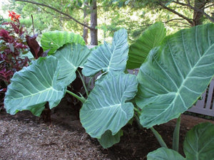 2 Taro BULBS Colocasia gigantea Thailand Giant Thai Giant Elephant Ear Huge Leaf