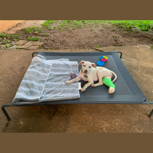 Outdoor Elevated Dog Bed