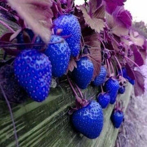 200 SEEDS Blue Strawberries Berries Garden Fresh Fruit Healthy Strawberry