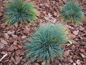 Blue Fescue Seeds, Ornamental Grass Seeds, Beautiful Blue-Green Perennial 100ct