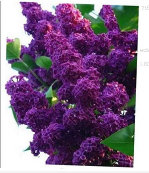 25 Seeds Spring Dark Purple Lilac Tree Fragrant Hardy Perennial Flower Shrub Garden
