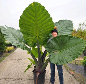 Elephant Ears Bulb for Planting - Grow Giant Tropical Colocasia - Made in USA 1x