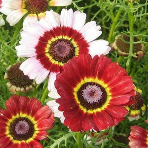 🌱HOT SALE 🌱 Painted Daisy MIXED Colors Pollinators Butterflies Perennial Non-GMO 100 Seeds-NEW