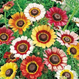 🌱HOT SALE 🌱 Painted Daisy MIXED Colors Pollinators Butterflies Perennial Non-GMO 100 Seeds-NEW