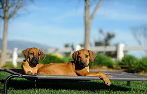 Outdoor Elevated Dog Bed