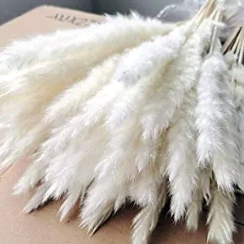 🌺🌺 30 Pieces White Pampas Grass |17" Natural Dried Fluffy Small Stems