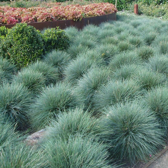 Blue Fescue Seeds, Ornamental Grass Seeds, Beautiful Blue-Green Perennial 100ct