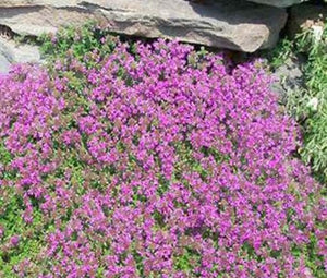 Brand New | 20000 Creeping Thyme Seeds Thymus Serpyllum Ground Cover