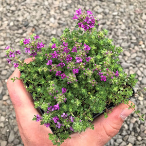 Brand New | 20000 Creeping Thyme Seeds Thymus Serpyllum Ground Cover