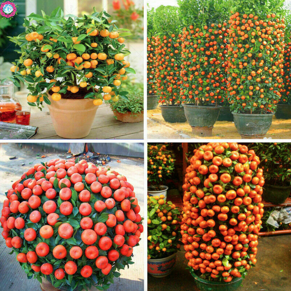 🌟LIMITED TIME SALE🌟40 DWARF TANGERINE Mandarin Orange Citrus Fruit Bon –  Shop Premium