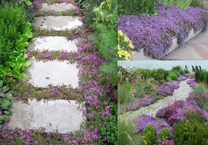 Brand New | 20000 Creeping Thyme Seeds Thymus Serpyllum Ground Cover