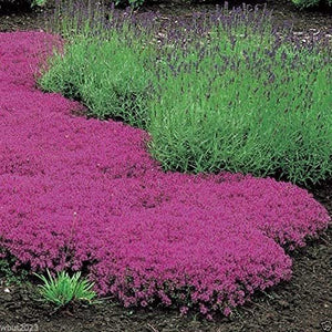 Brand New | 20000 Creeping Thyme Seeds Thymus Serpyllum Ground Cover