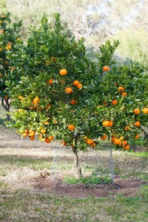 🌟LIMITED TIME SALE🌟40 DWARF TANGERINE Mandarin Orange Citrus Fruit Bon –  Shop Premium