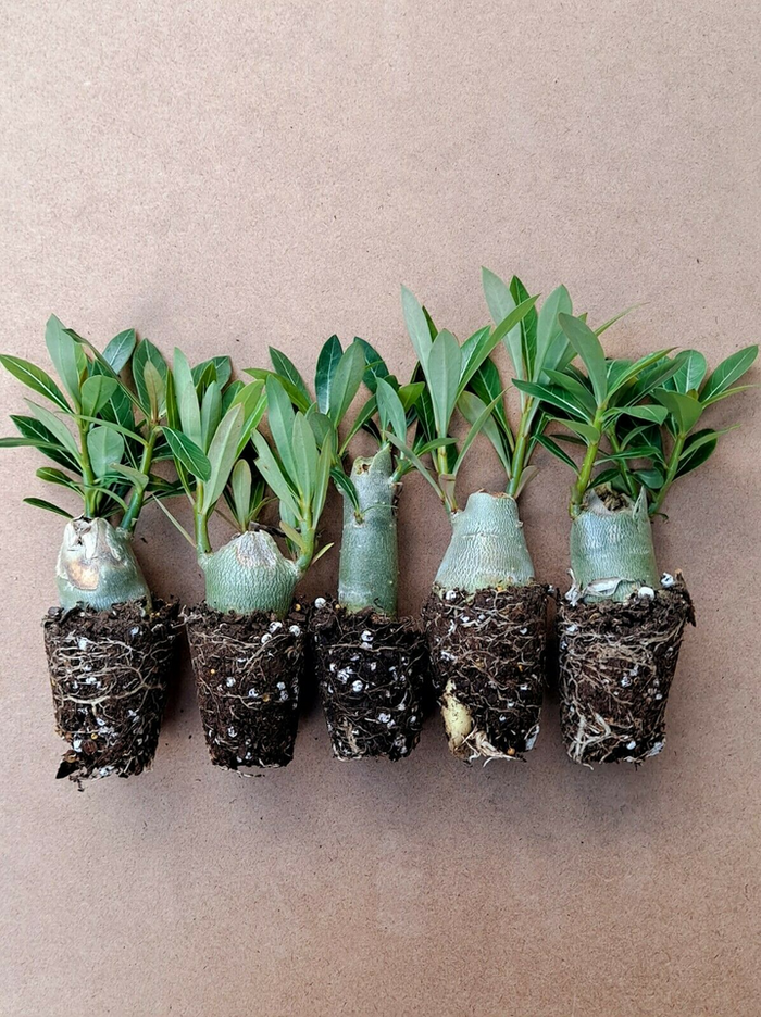 3-5 inch Tall Clearance! 5 Pack Desert Rose Plants Adenium Obesum Mixed Colors
