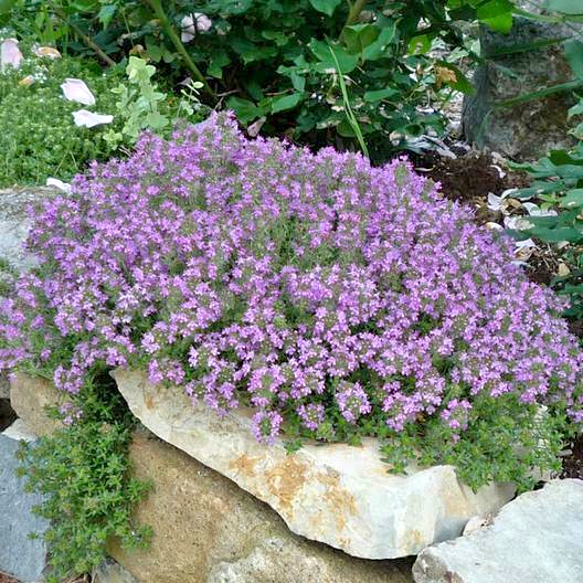 ⚡FLASH DEALS⚡ CREEPING THYME Purple Groundcover PERENNIAL HERB Fragrant Non-GMO 200 Seeds!