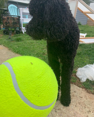 Giant Tennis Ball for Dogs - large