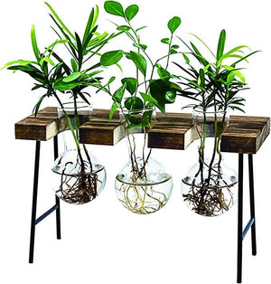 Tabletop Propagation Glass Terrarium 3 Bulb Vases with Wood Stand