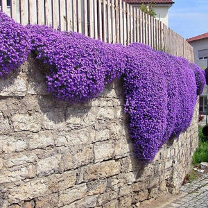 Brand New | 20000 Creeping Thyme Seeds Thymus Serpyllum Ground Cover